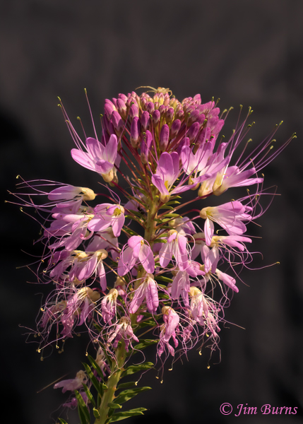 Rocky Mountain Beeplant, Arizona--9842